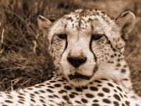 Lion & Safari Park